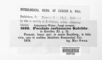 Puccinia carbonacea image